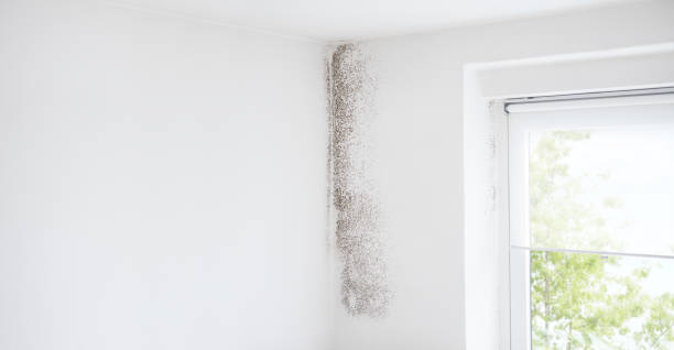 Reliable Jamestown, ND Mold Removal Solutions